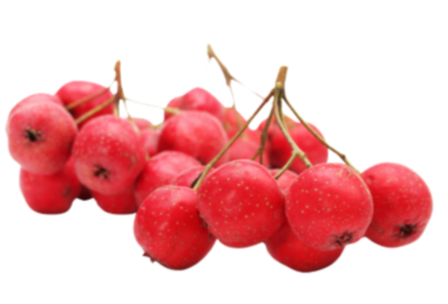 <p><strong>Hawthorn</strong></p>